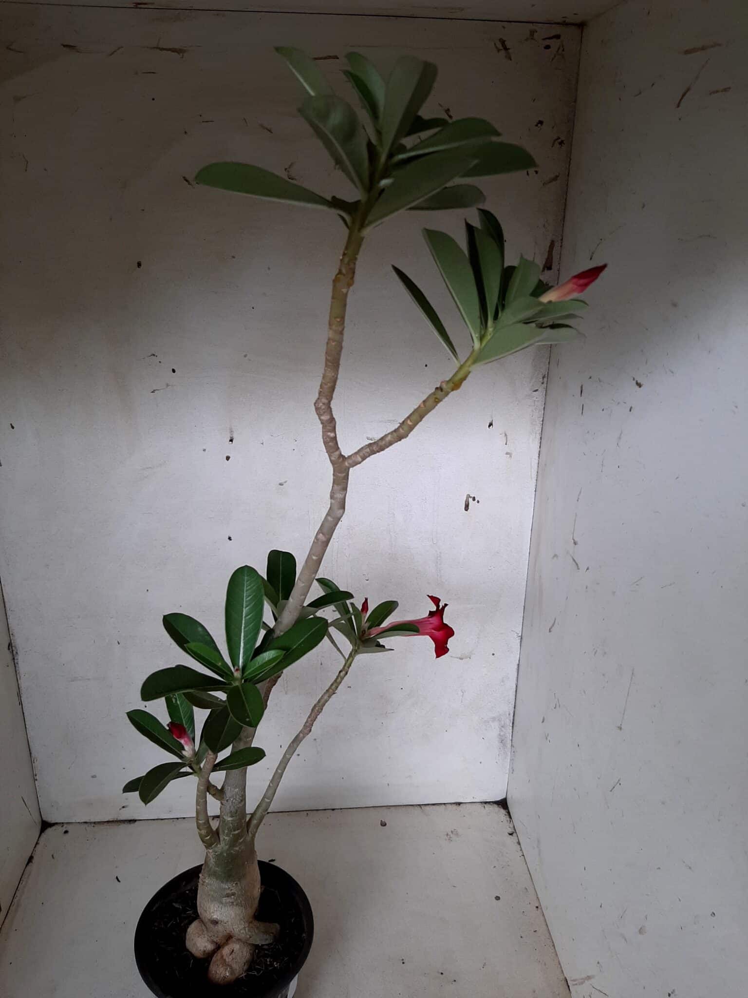 Planta Simples 2064 – 30cm – 02 anos
