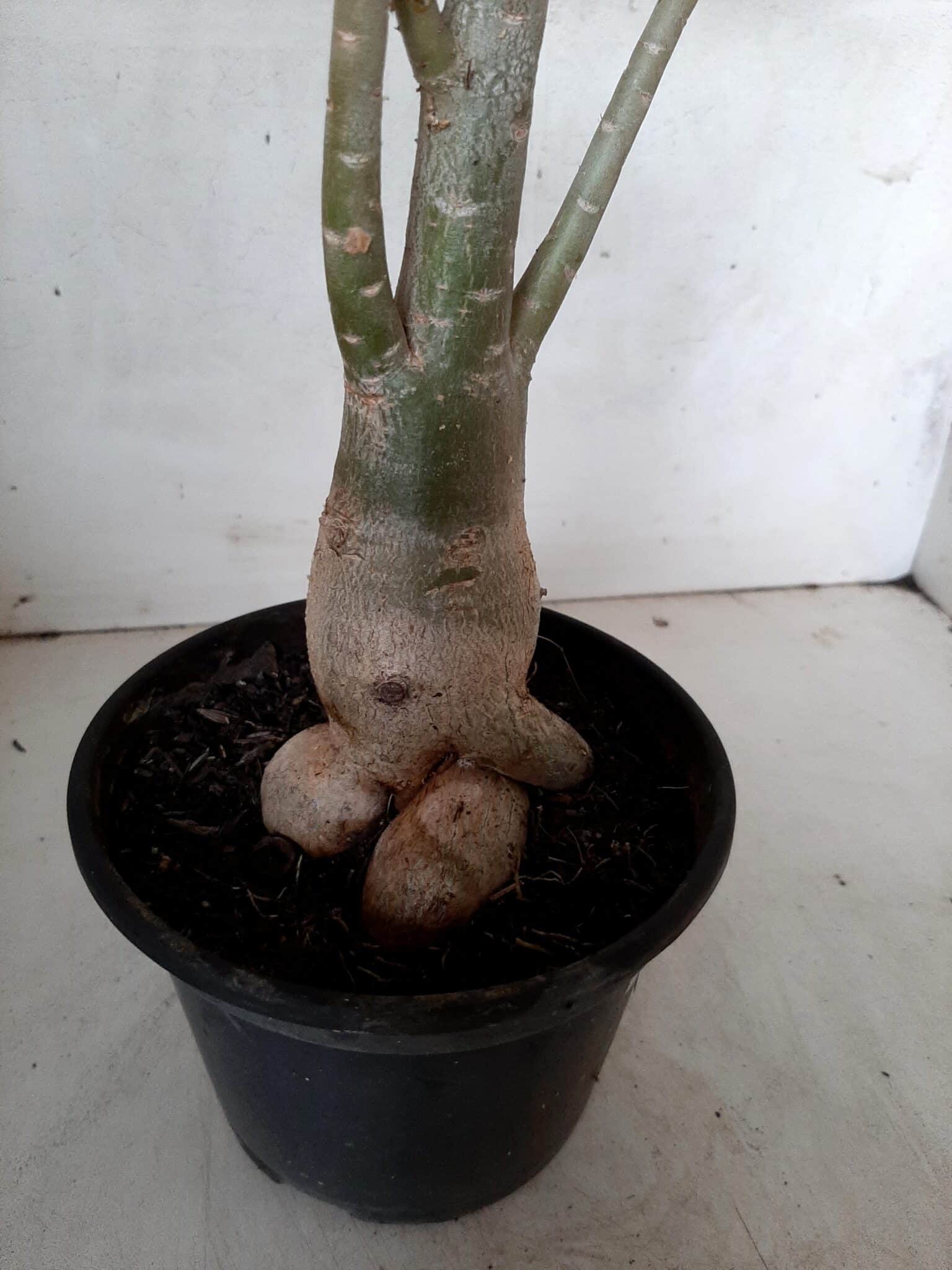 Planta Simples 2064 – 30cm – 02 anos