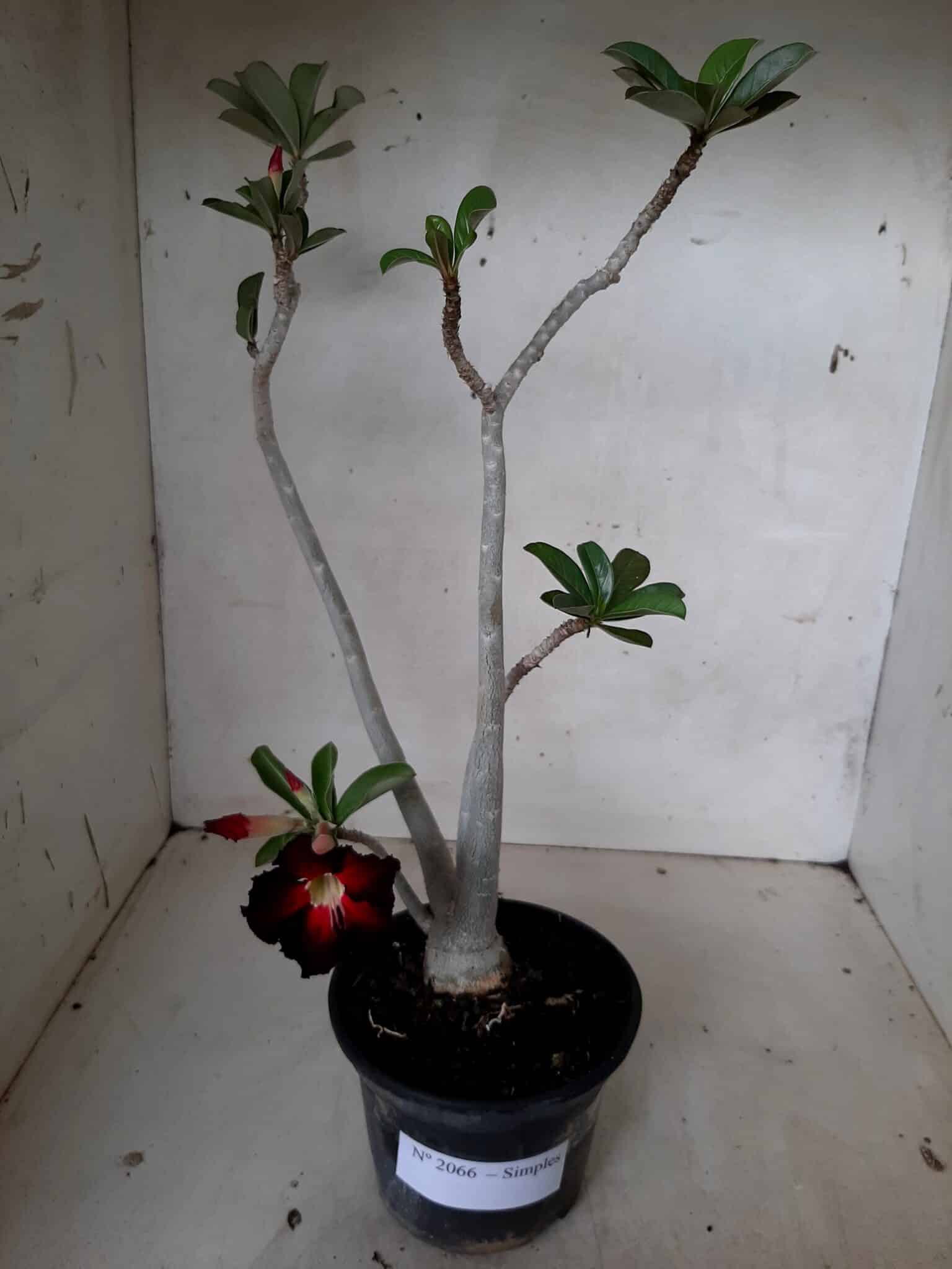 Planta Simples 2066 – 30cm – 02 anos