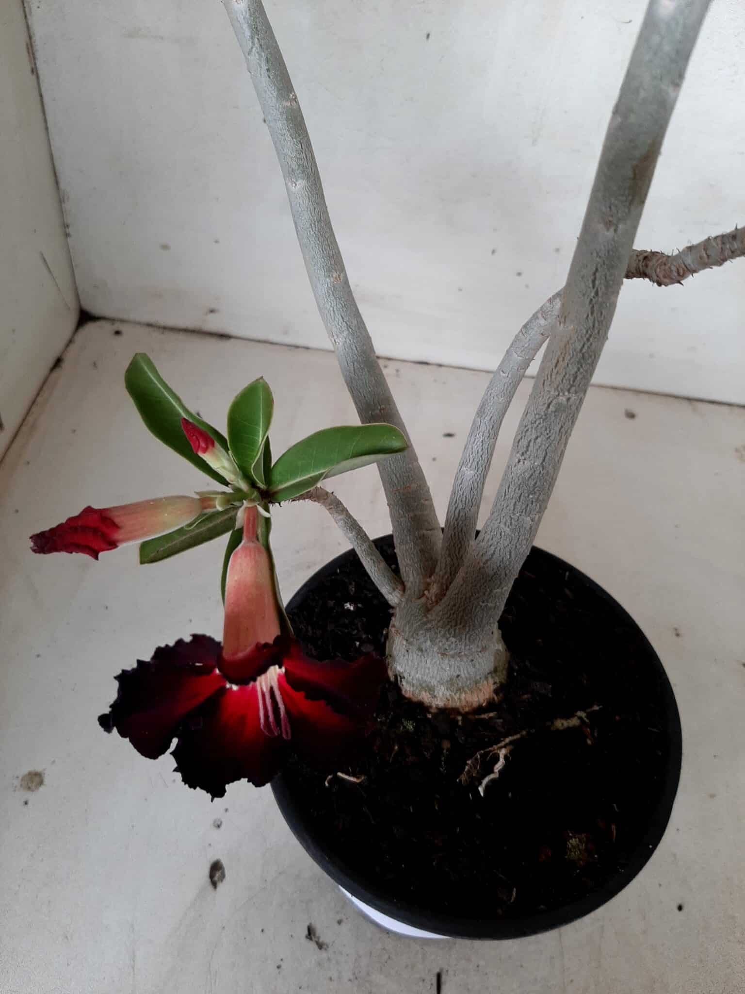 Planta Simples 2066 – 30cm – 02 anos