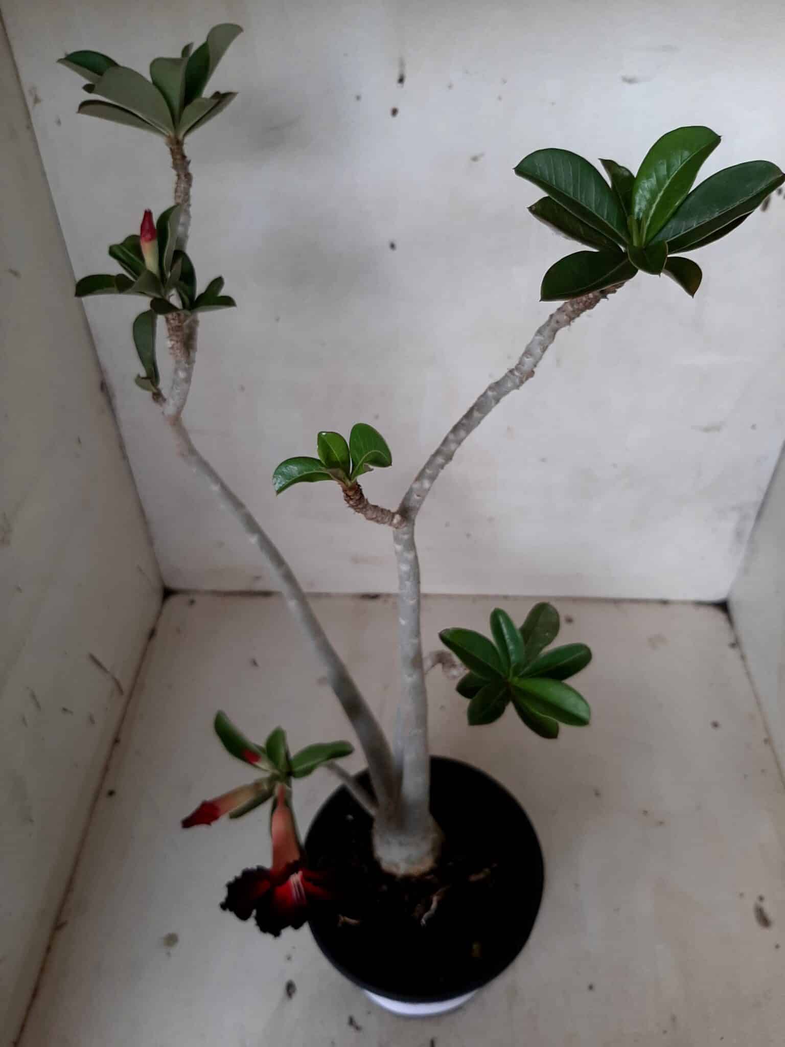 Planta Simples 2066 – 30cm – 02 anos