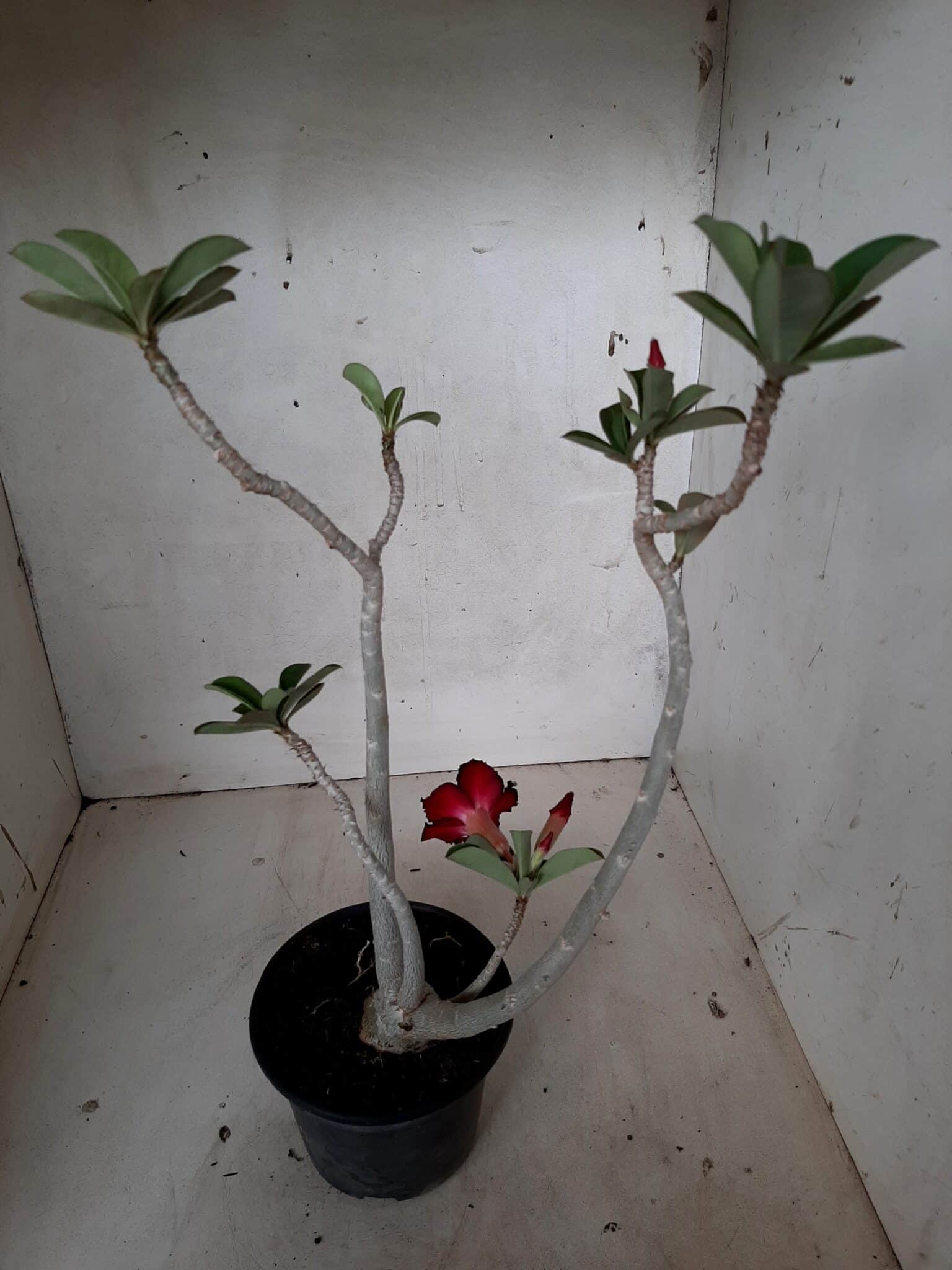 Planta Simples 2066 – 30cm – 02 anos