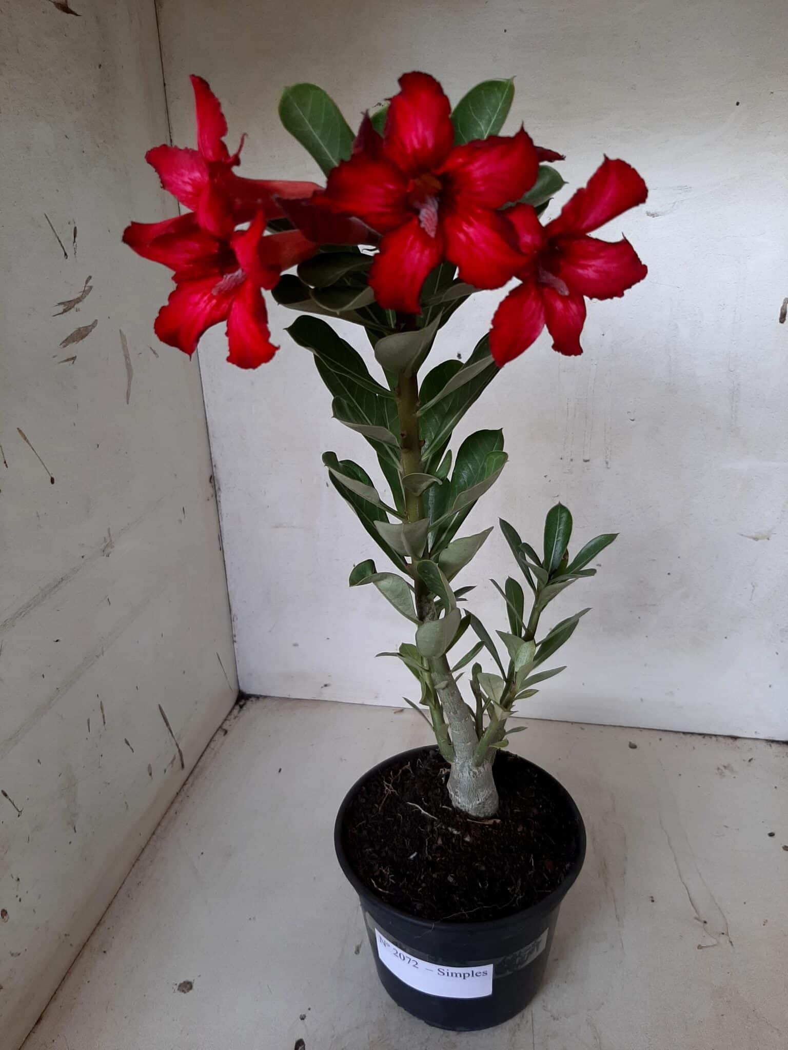 Planta Simples 2072 – 25cm – 01 ano - imagem 2