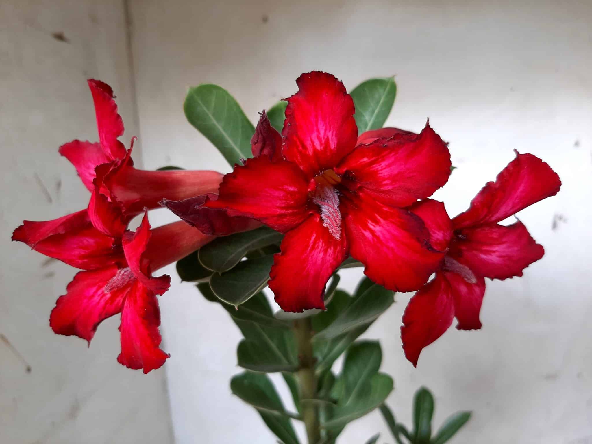 Planta Simples 2072 – 25cm – 01 ano - imagem 3