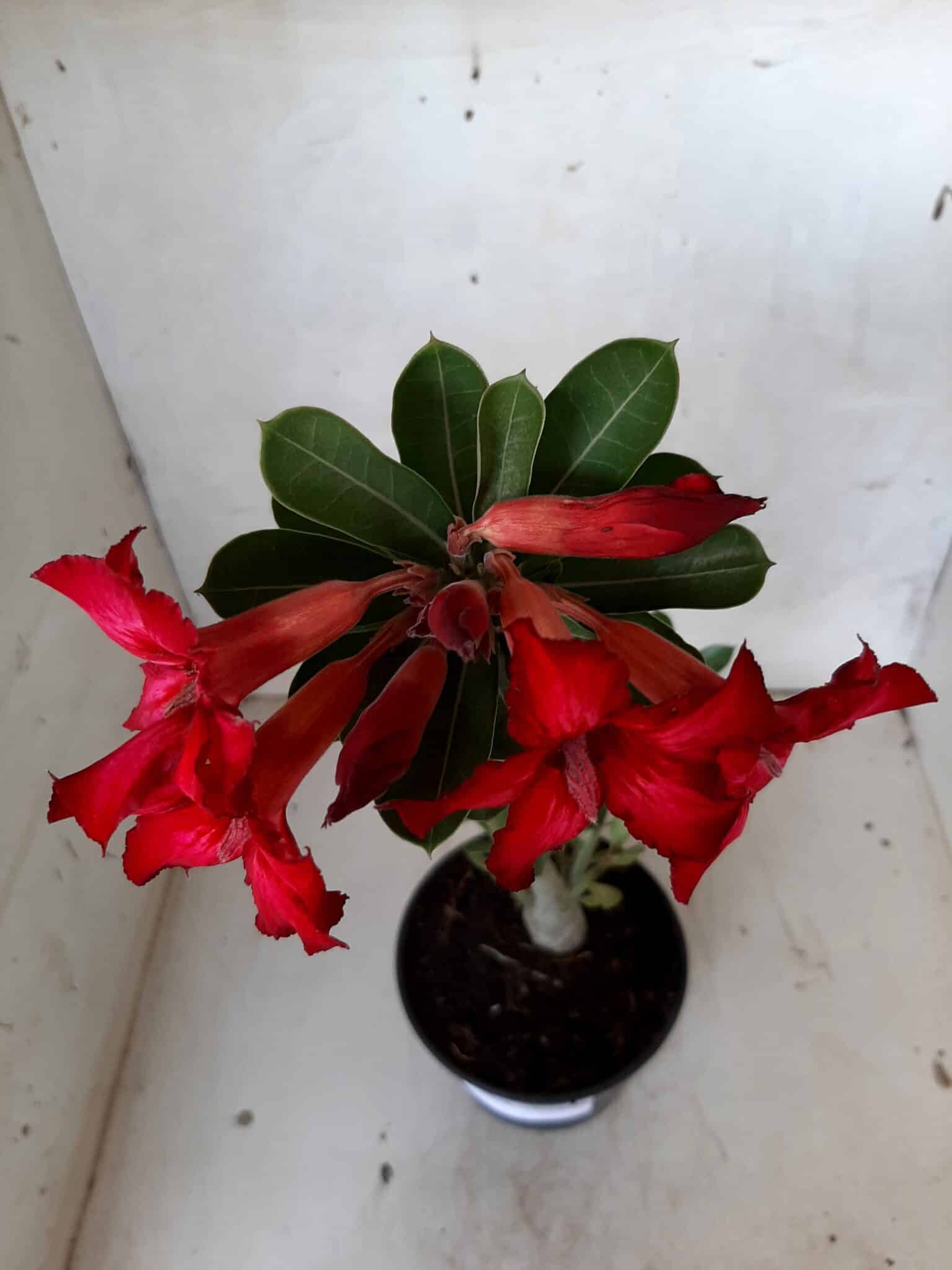 Planta Simples 2072 – 25cm – 01 ano - imagem 4