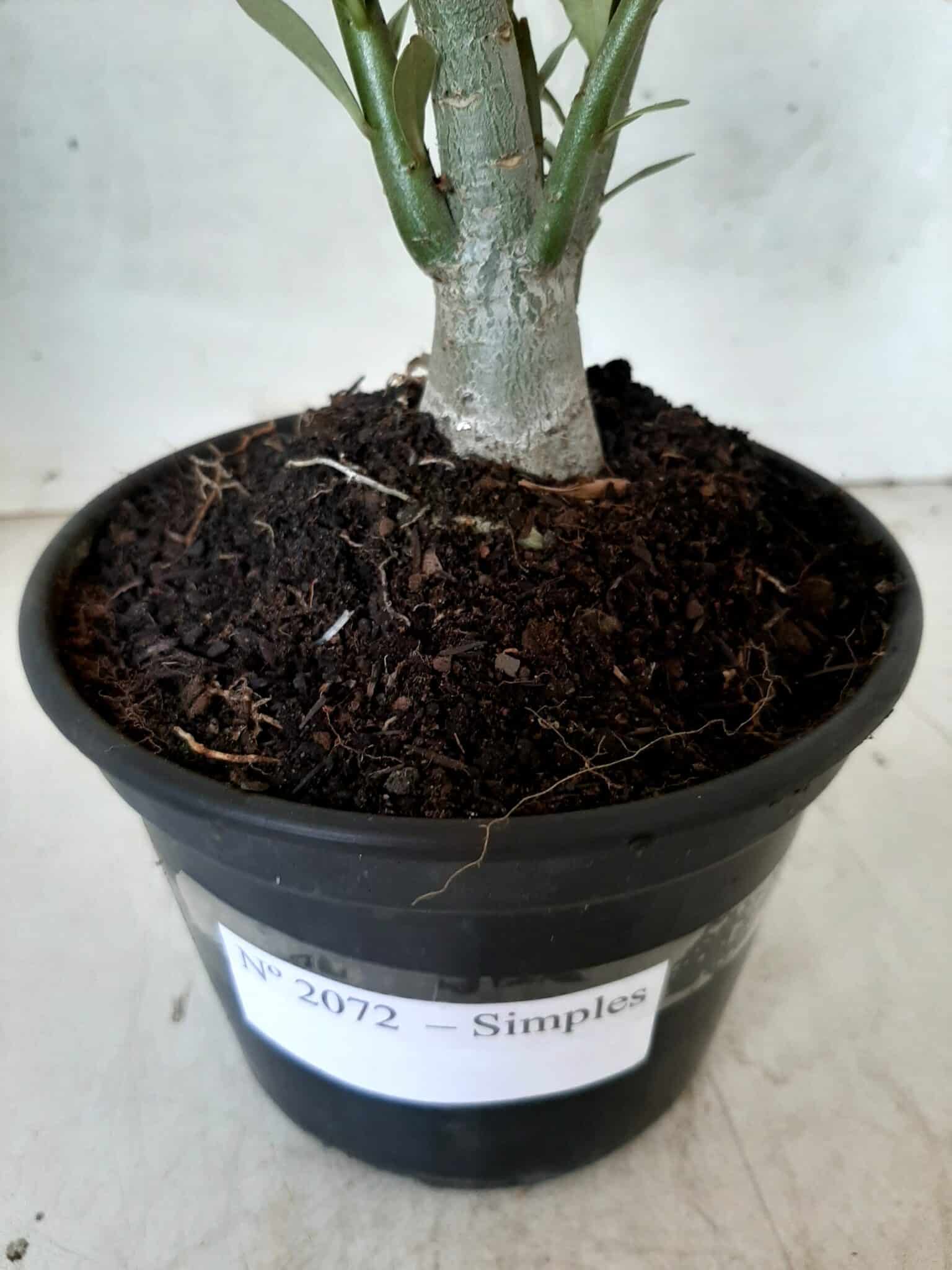 Planta Simples 2072 – 25cm – 01 ano - imagem 7