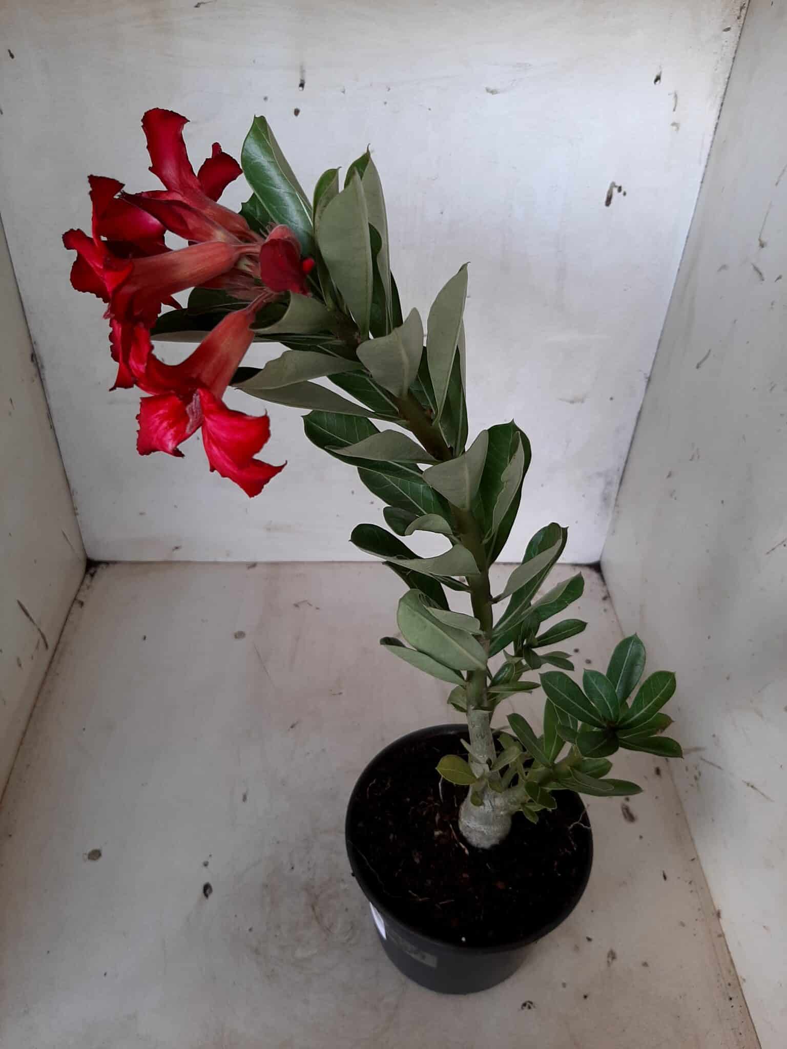 Planta Simples 2072 – 25cm – 01 ano - imagem 6
