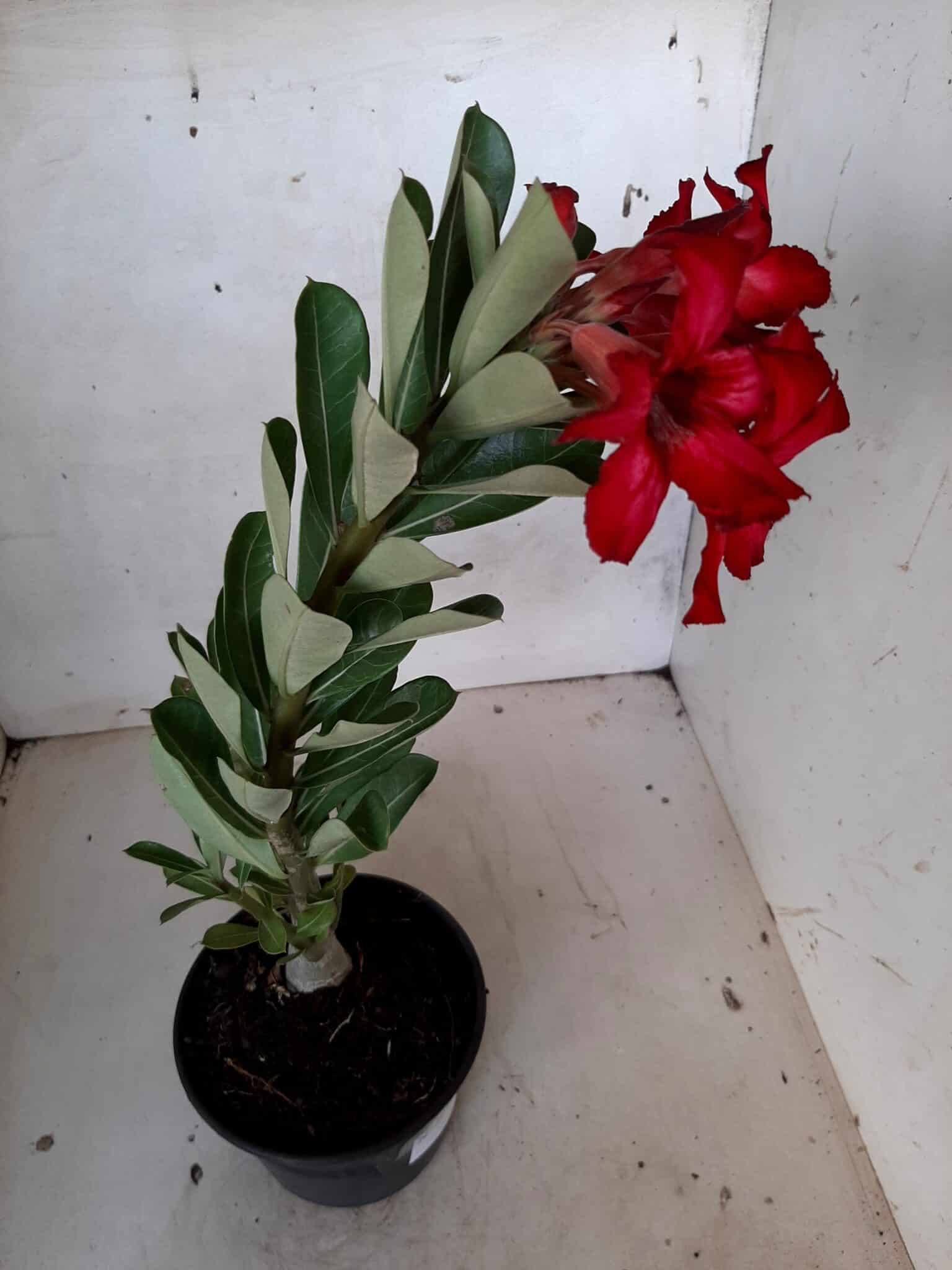 Planta Simples 2072 – 25cm – 01 ano - imagem 5