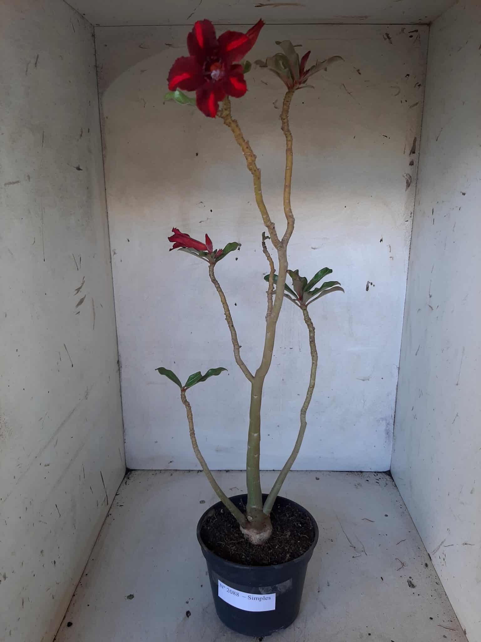 Planta Simples 2088 – 35cm – 02 anos