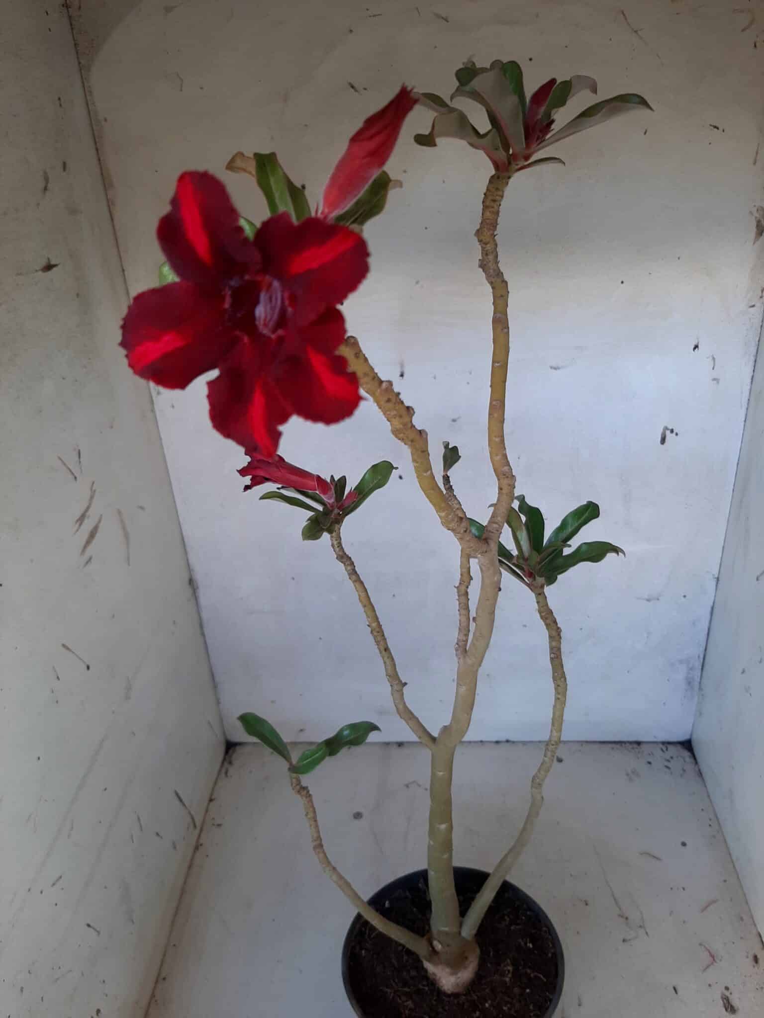 Planta Simples 2088 – 35cm – 02 anos
