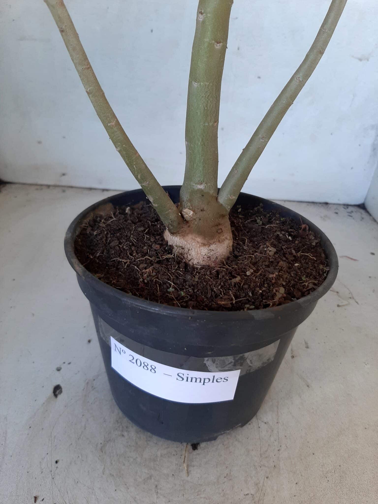 Planta Simples 2088 – 35cm – 02 anos
