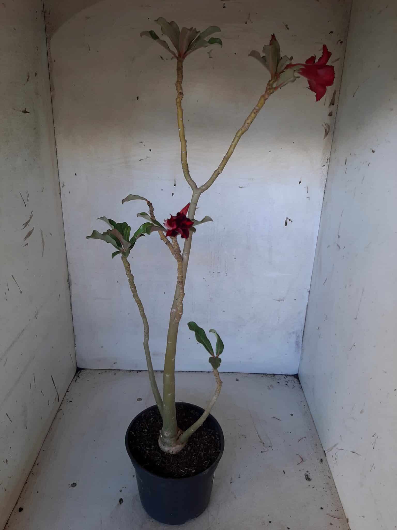 Planta Simples 2088 – 35cm – 02 anos