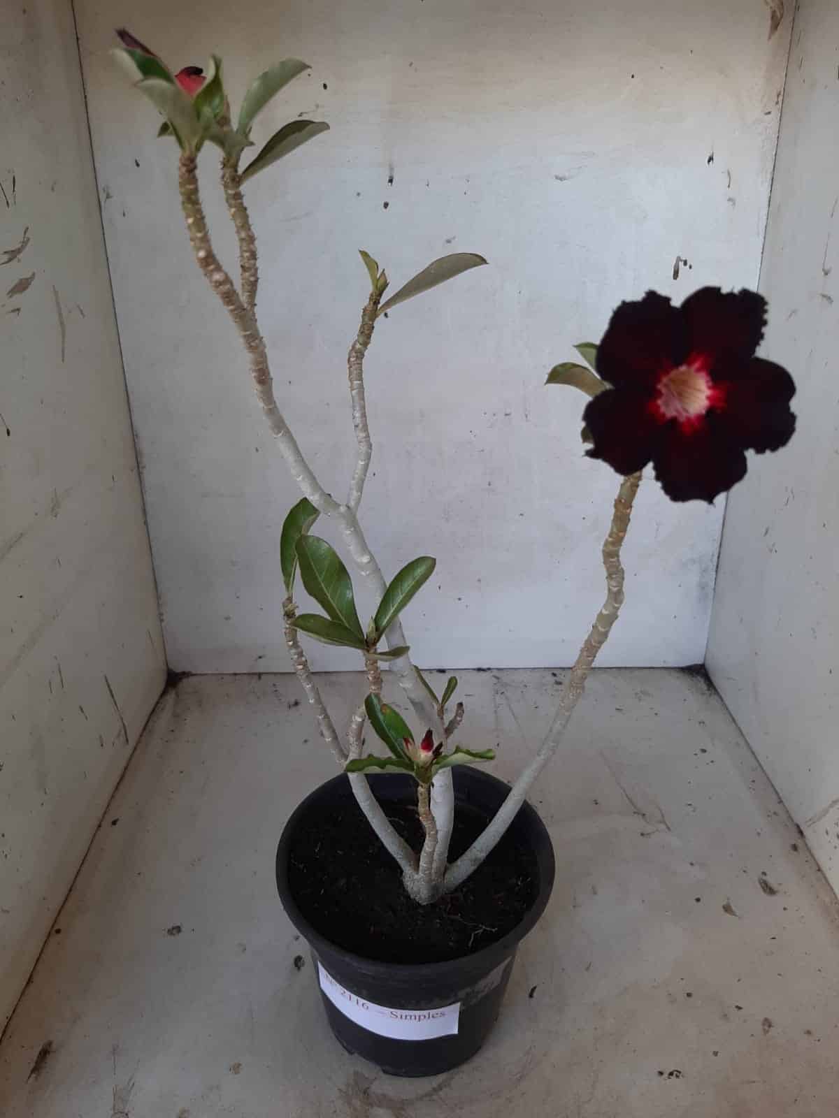 Planta Simples 2116 – 30cm – 01 ano