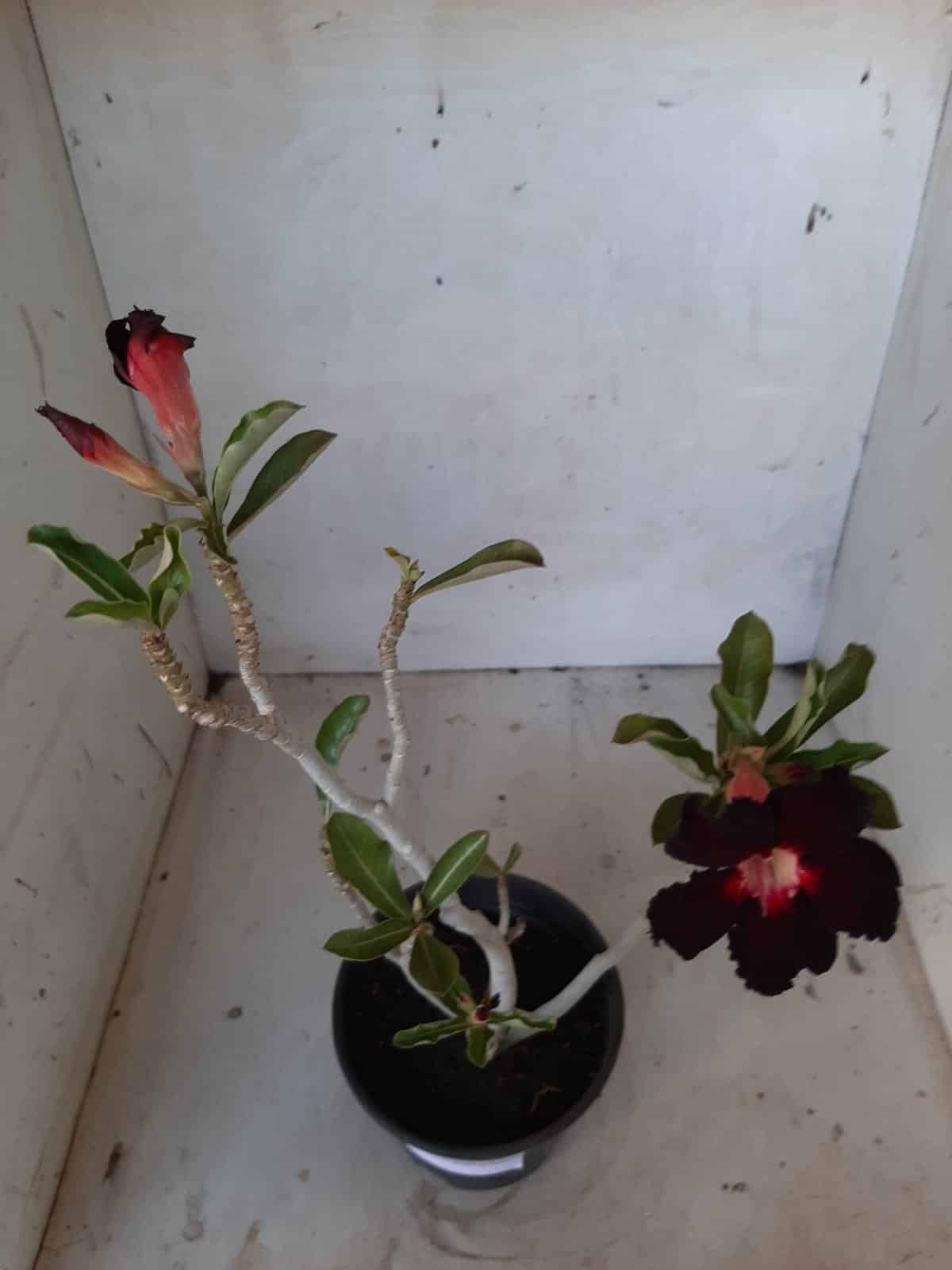 Planta Simples 2116 – 30cm – 01 ano