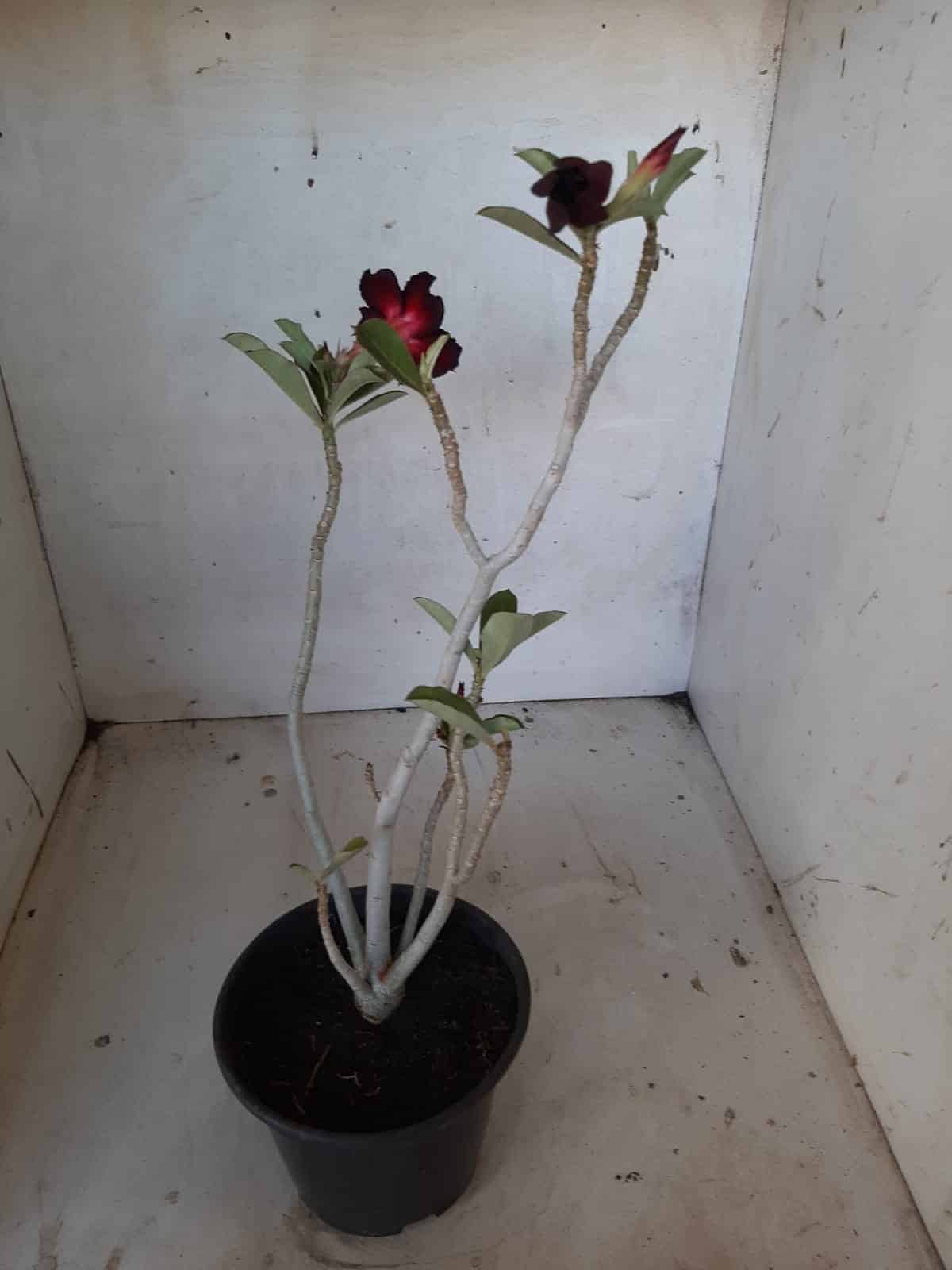 Planta Simples 2116 – 30cm – 01 ano