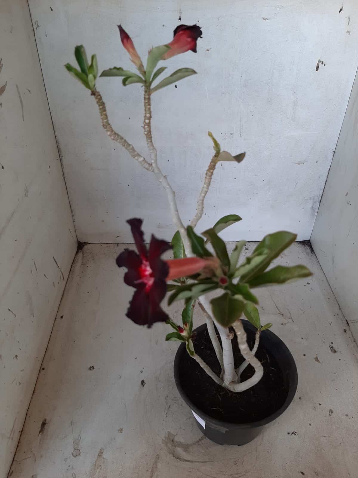 Planta Simples 2116 – 30cm – 01 ano