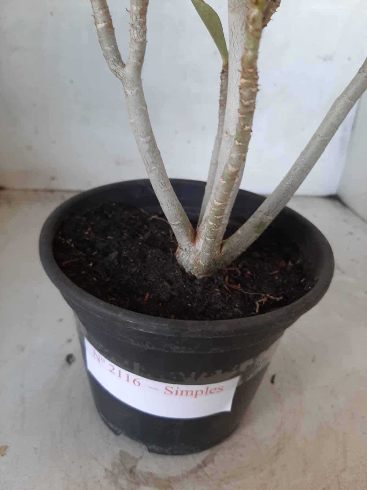 Planta Simples 2116 – 30cm – 01 ano