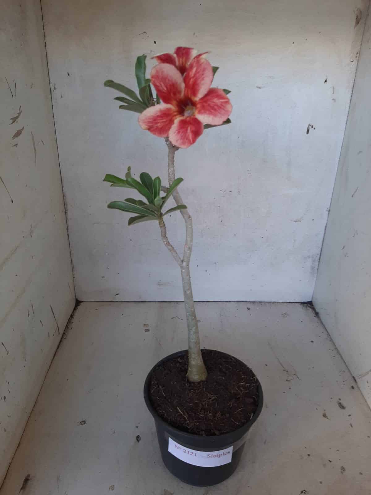 Planta Simples 2121 – 30cm – 01 ano