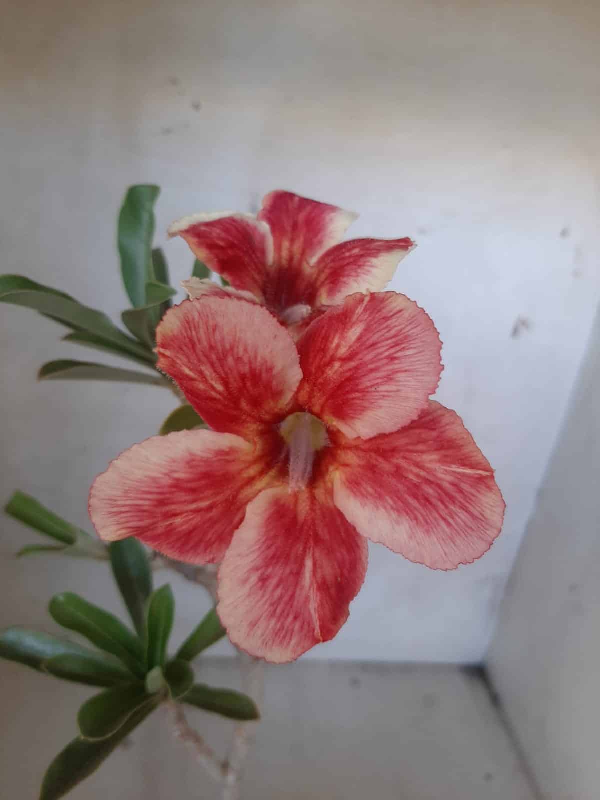 Planta Simples 2121 – 30cm – 01 ano