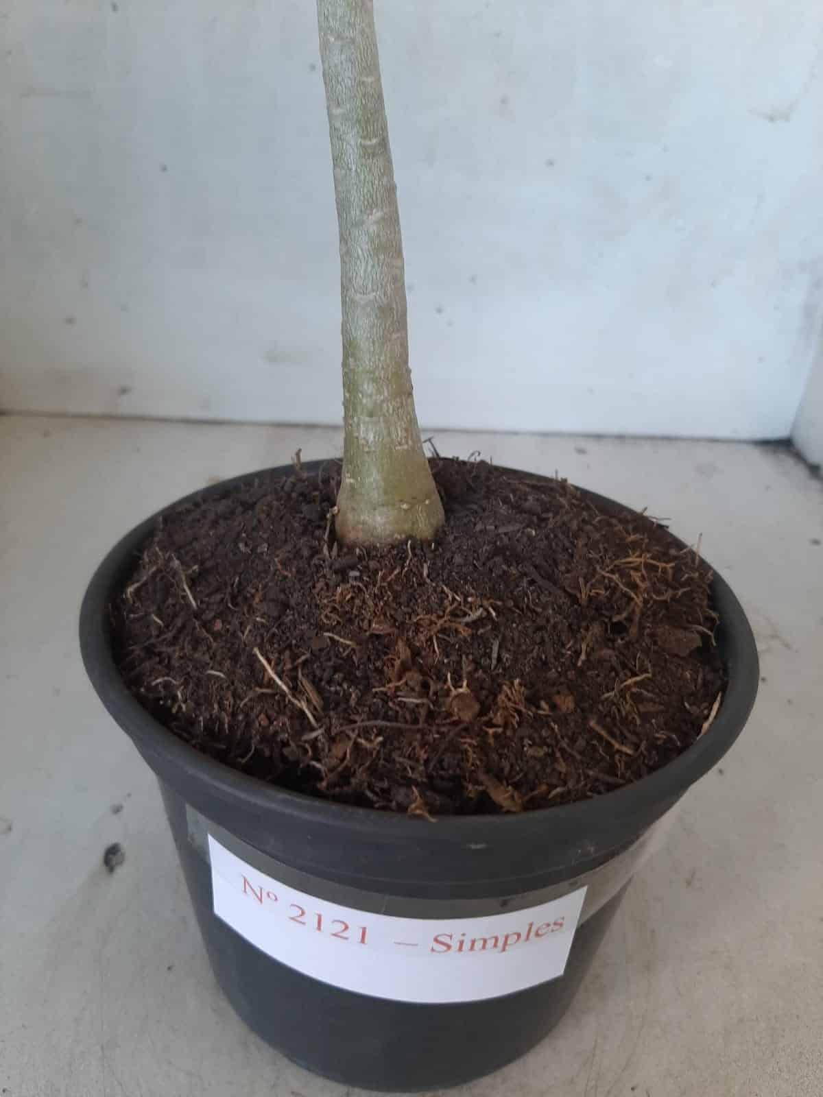 Planta Simples 2121 – 30cm – 01 ano