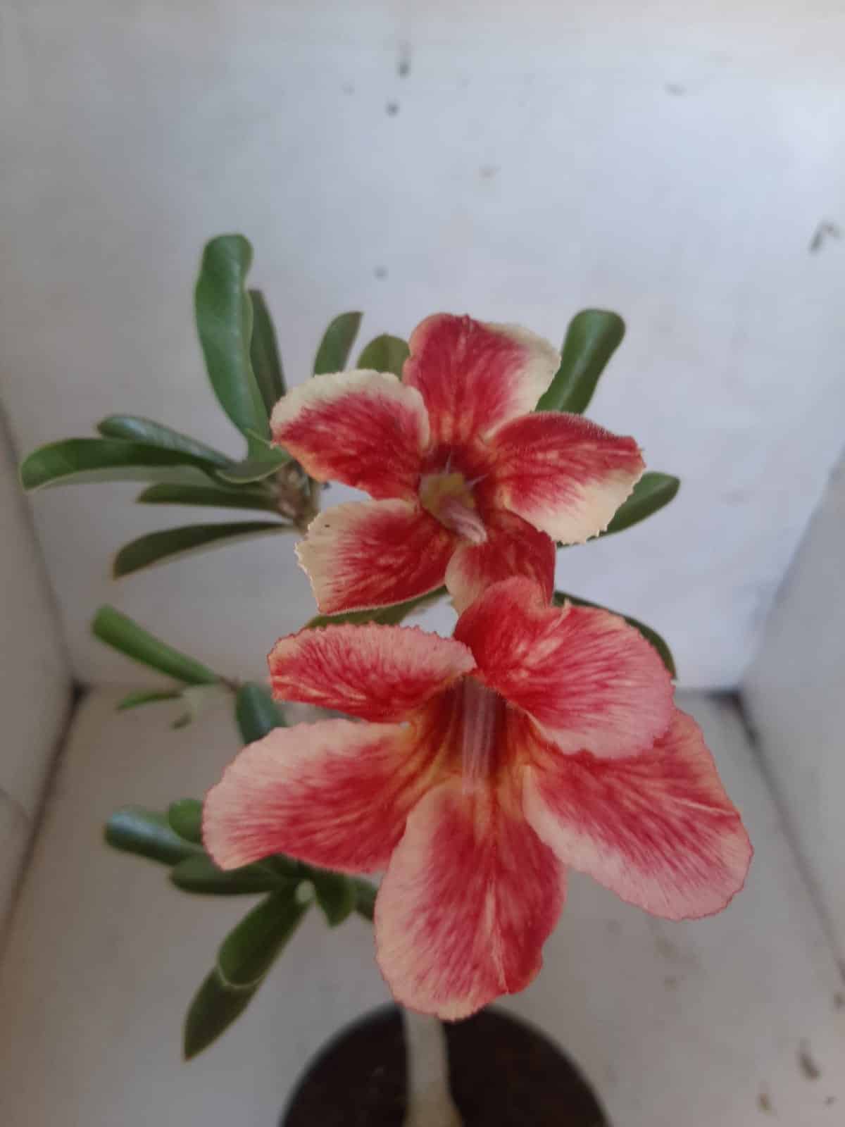 Planta Simples 2121 – 30cm – 01 ano