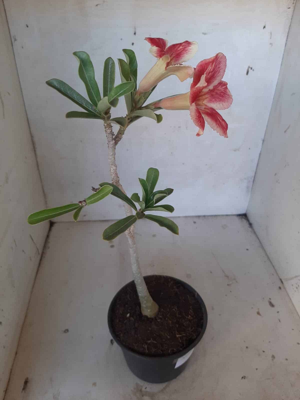 Planta Simples 2121 – 30cm – 01 ano