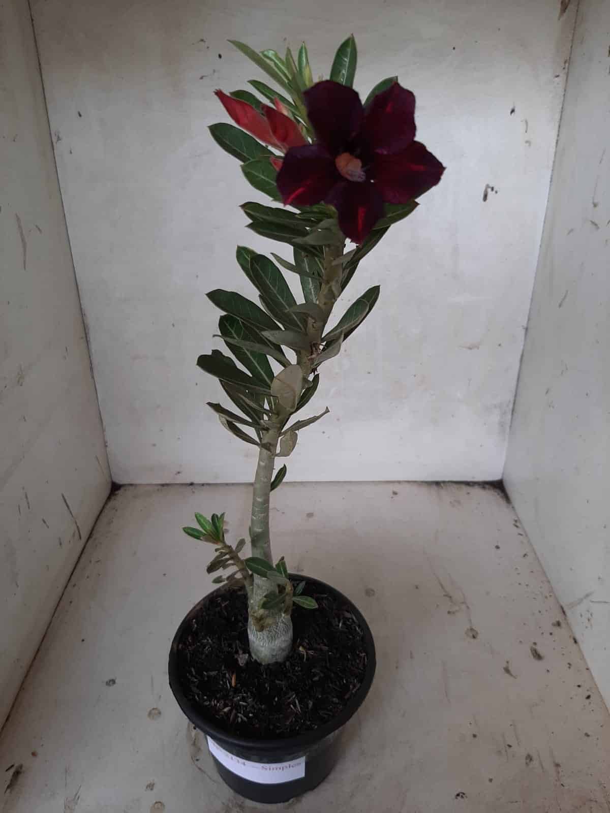 Planta Simples 2134 – 30cm – 01 ano