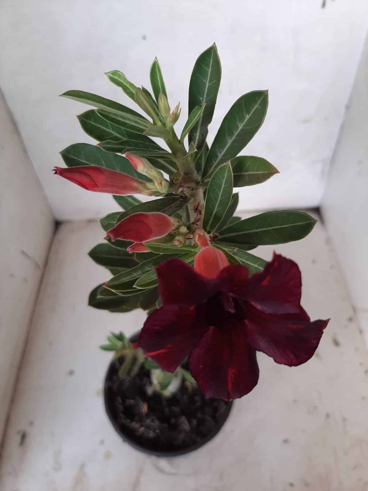 Planta Simples 2134 – 30cm – 01 ano