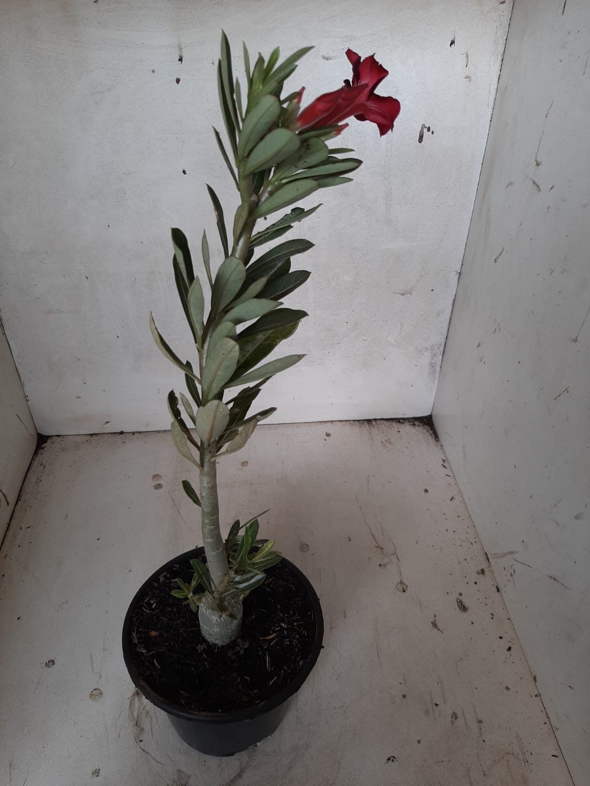 Planta Simples 2134 – 30cm – 01 ano
