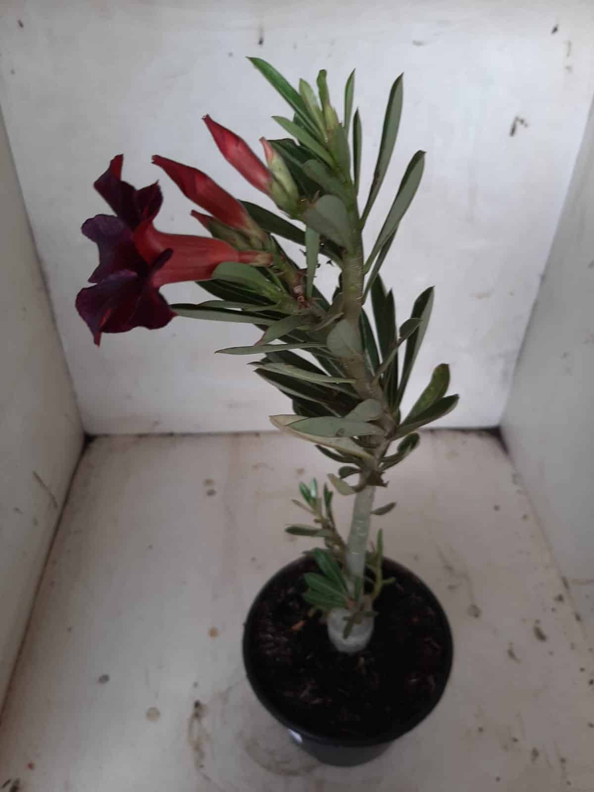 Planta Simples 2134 – 30cm – 01 ano