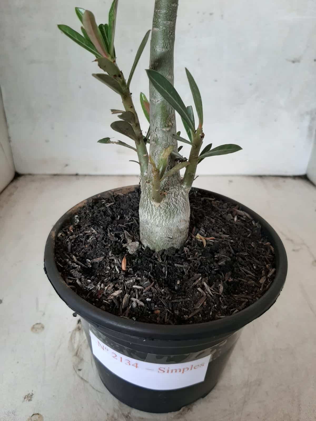 Planta Simples 2134 – 30cm – 01 ano