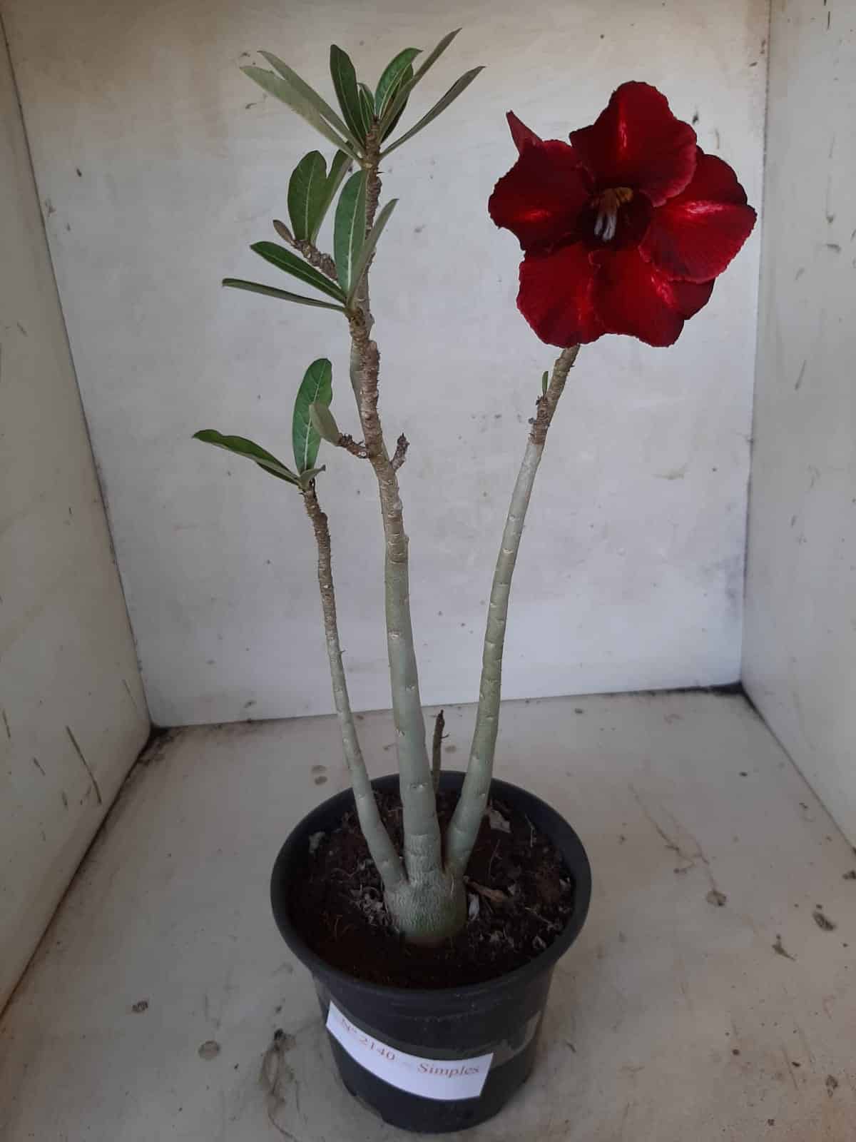 Planta Simples 2140 – 30cm – 02 anos