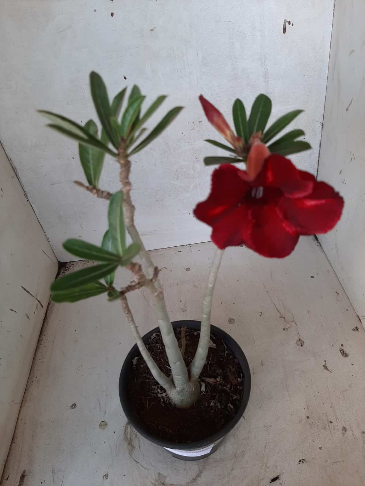 Planta Simples 2140 – 30cm – 02 anos
