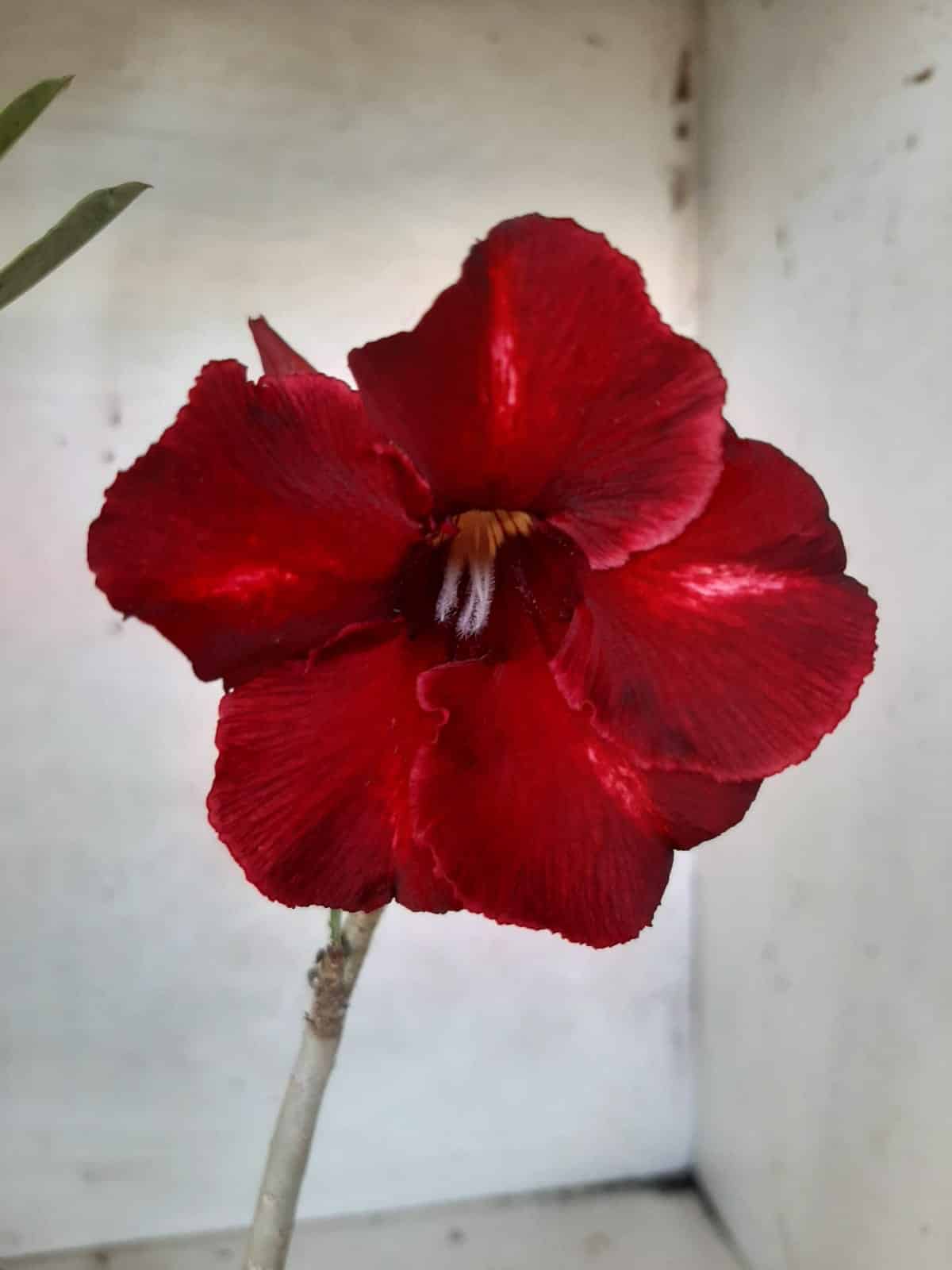 Planta Simples 2140 – 30cm – 02 anos