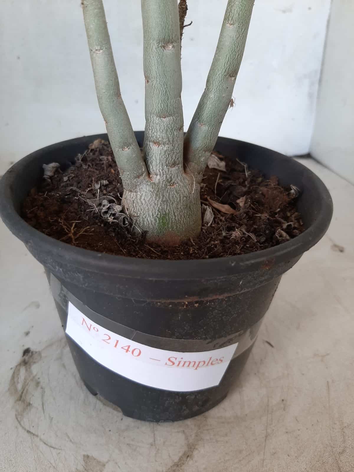 Planta Simples 2140 – 30cm – 02 anos