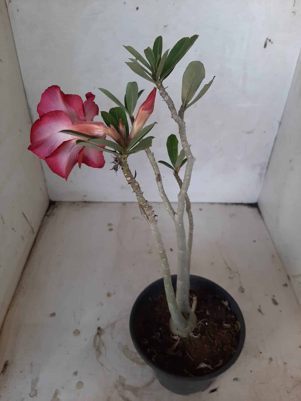 Planta Simples 2140 – 30cm – 02 anos