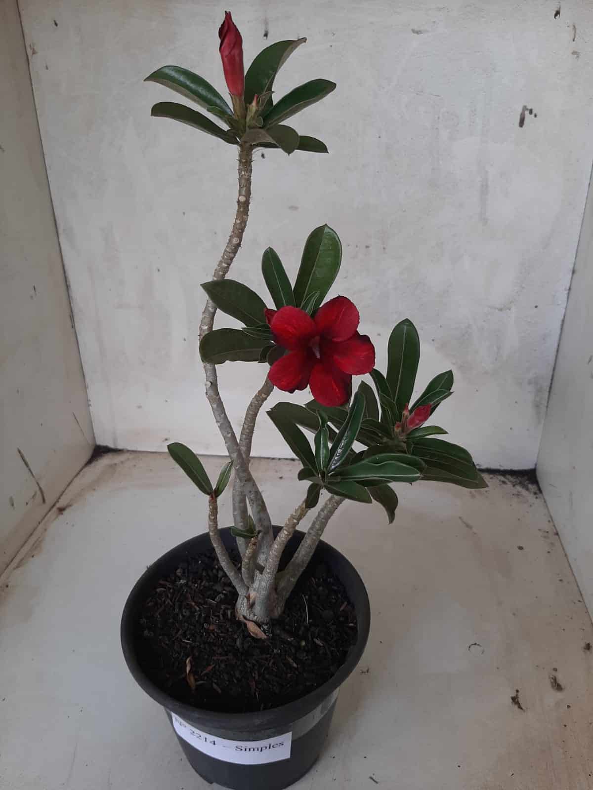 Planta Simples 2214 – 30cm – 02 anos