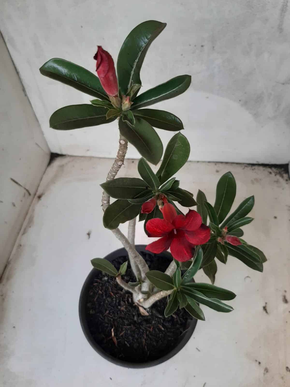 Planta Simples 2214 – 30cm – 02 anos