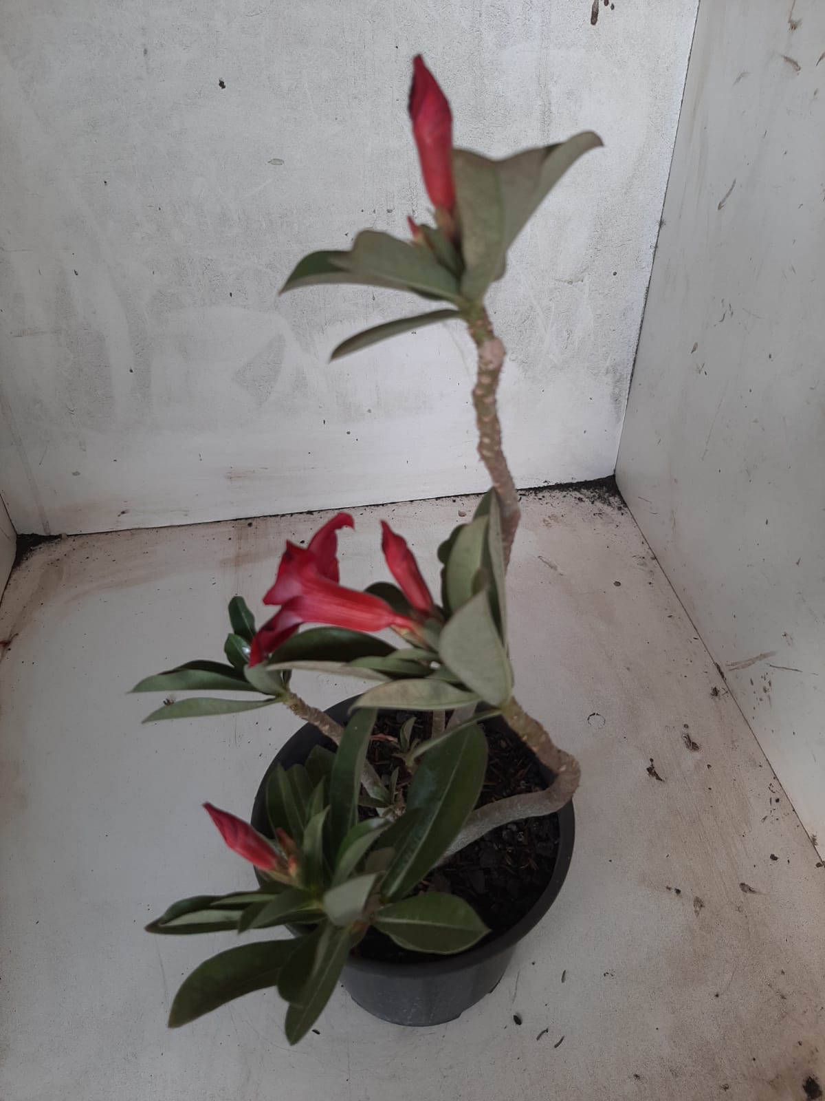 Planta Simples 2214 – 30cm – 02 anos