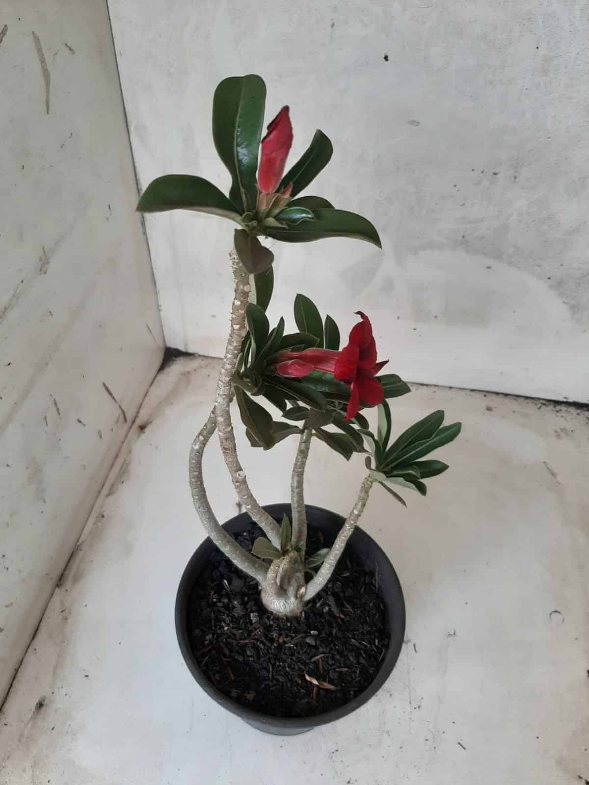Planta Simples 2214 – 30cm – 02 anos