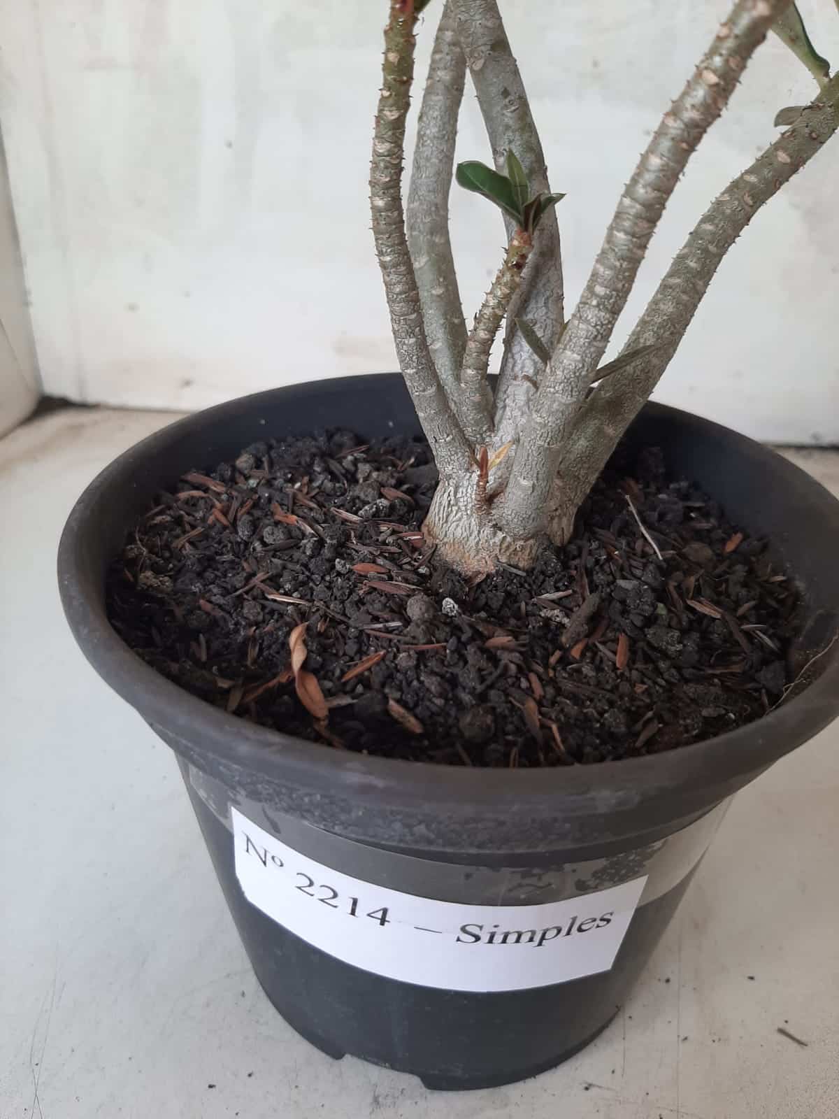 Planta Simples 2214 – 30cm – 02 anos