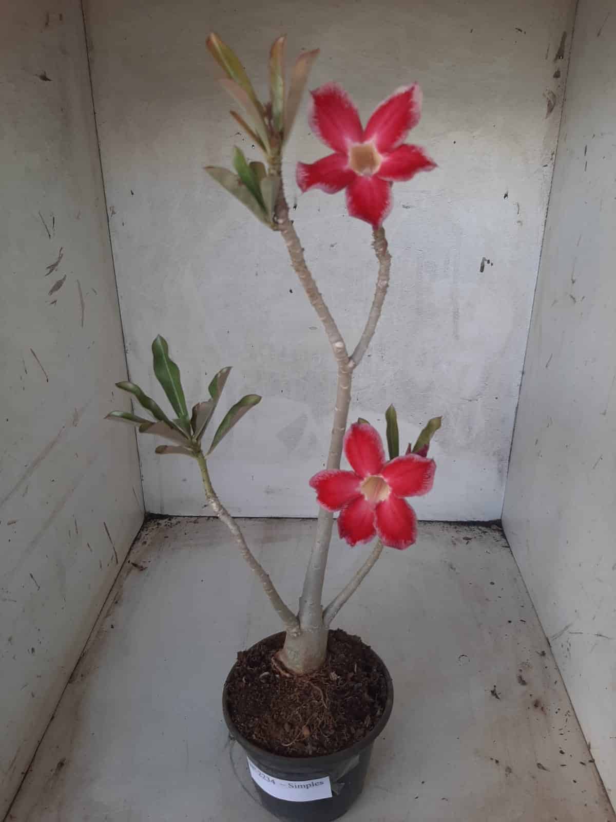 Planta Simples 2234 – 30cm – 03 anos