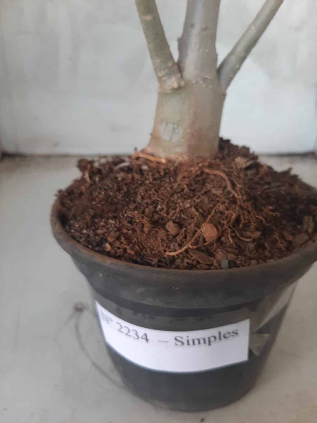 Planta Simples 2234 – 30cm – 03 anos