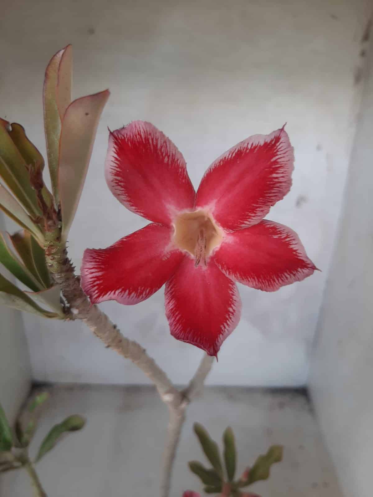 Planta Simples 2234 – 30cm – 03 anos