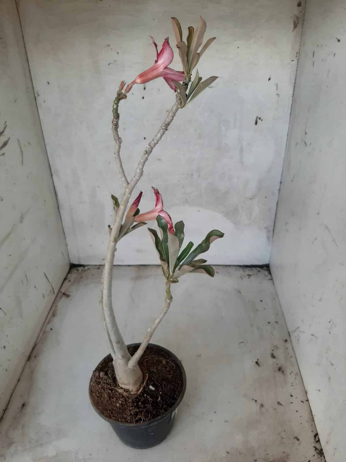 Planta Simples 2234 – 30cm – 03 anos