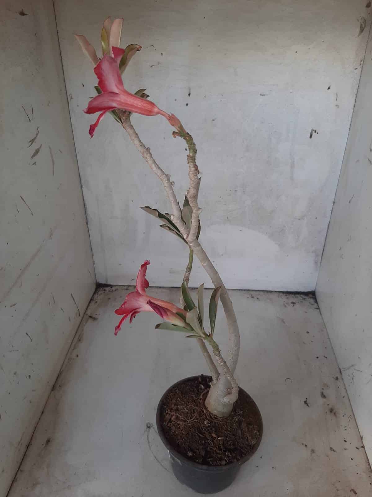 Planta Simples 2234 – 30cm – 03 anos