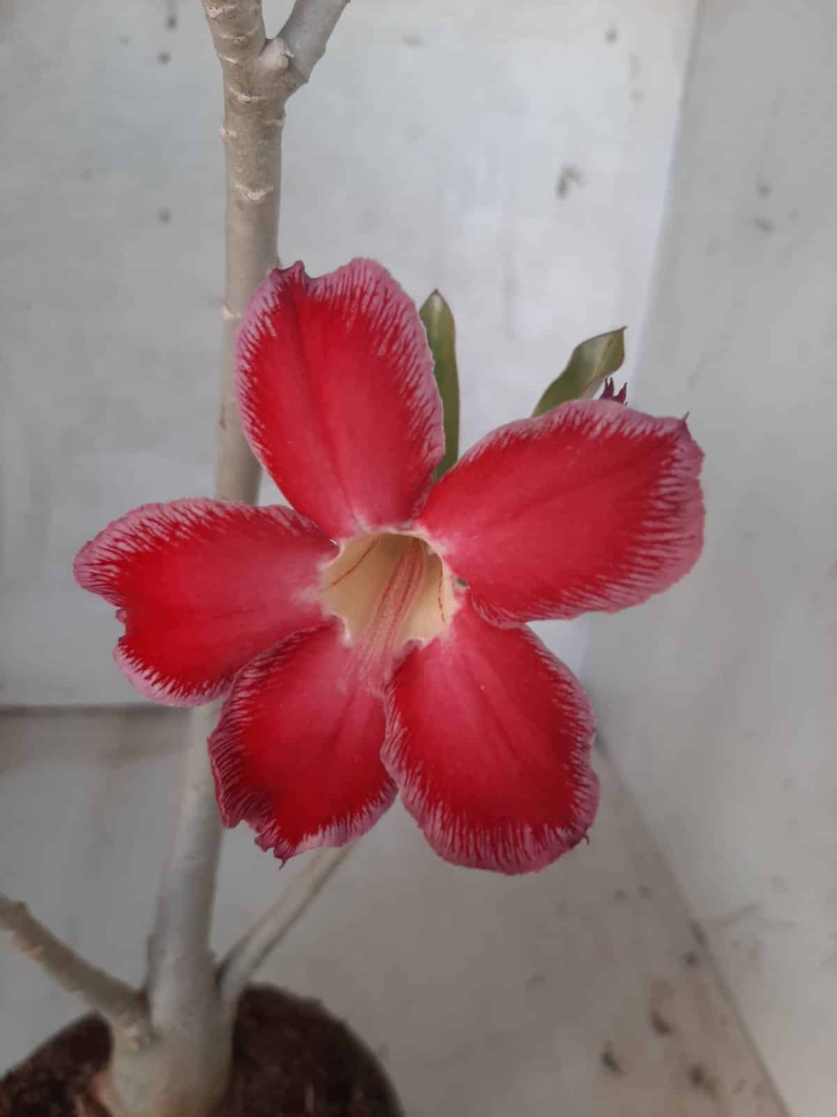 Planta Simples 2234 – 30cm – 03 anos