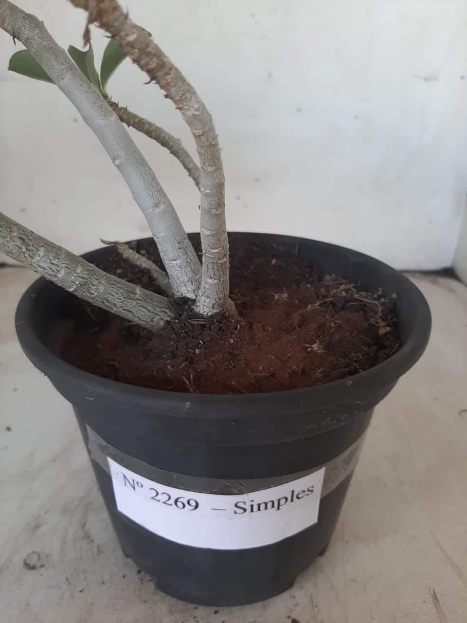 Planta Simples 2269 – 30cm – 02 anos