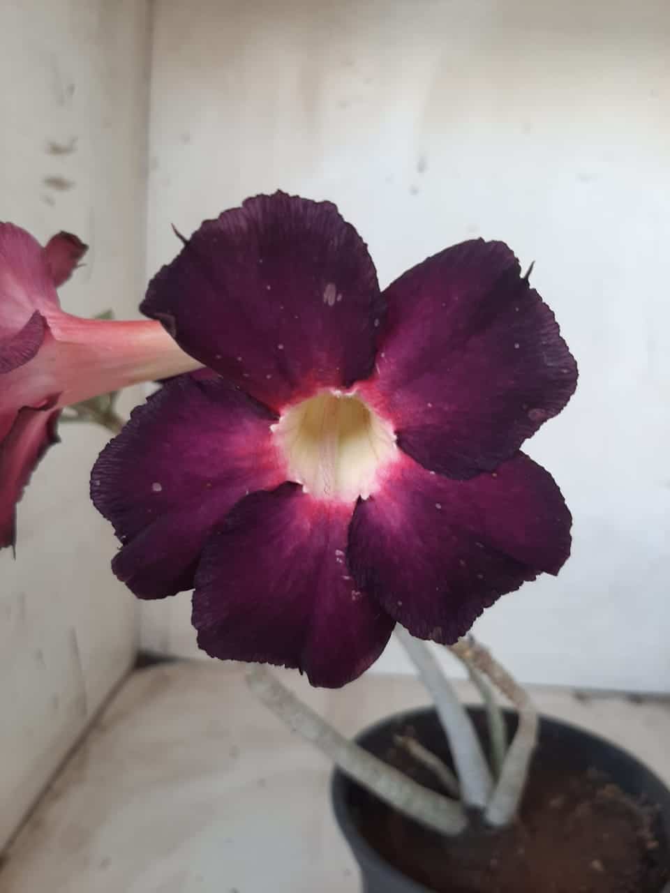 Planta Simples 2269 – 30cm – 02 anos
