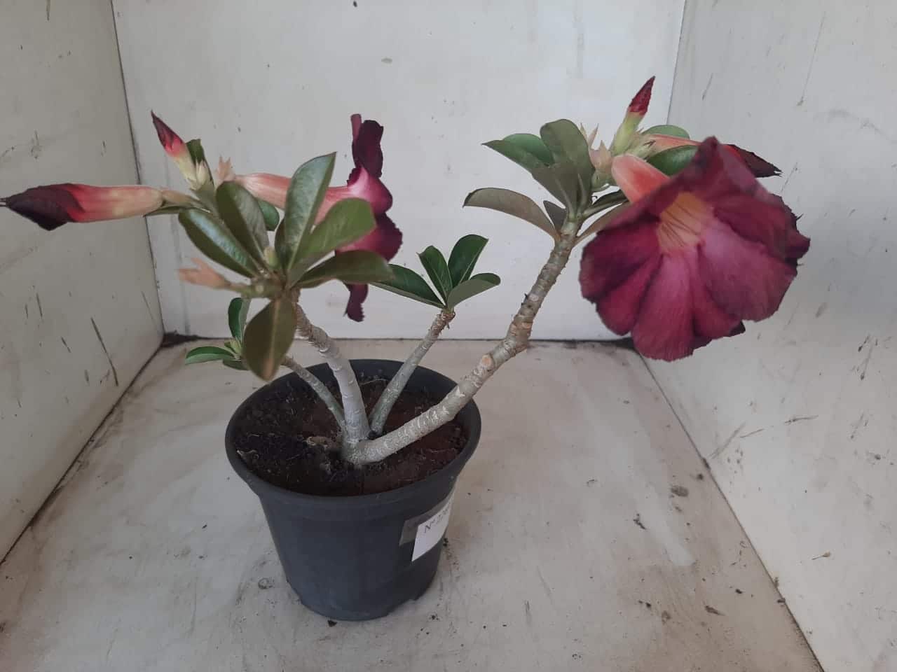Planta Simples 2269 – 30cm – 02 anos
